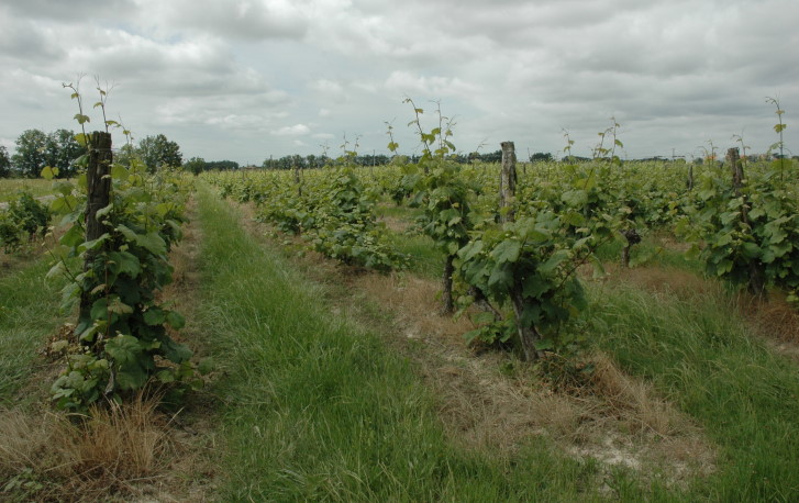 Vignoble de Lavilledieu dans la plaine alluviale  de la basse terrasse du Tarn - La Ville-Dieu-du-Temple - © M.CRIVELLARO