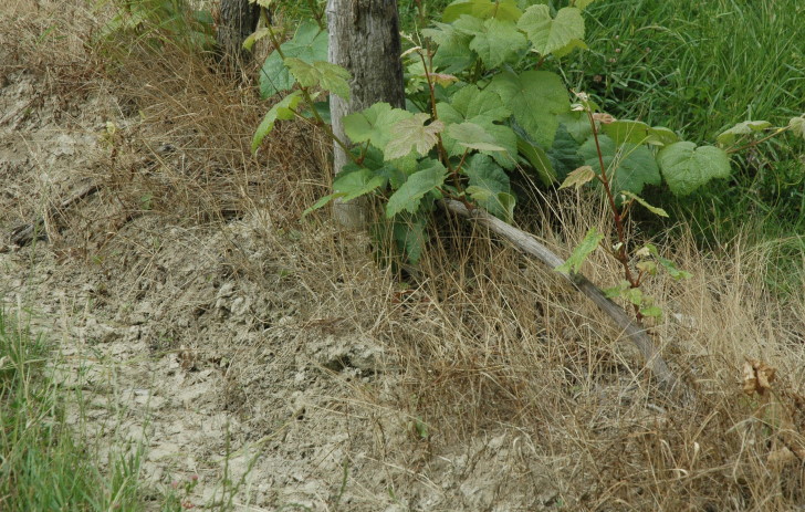 Vignoble de Lavilledieu - Sol argilo-limoneux riche en limon appelé boulbénes blanches - © M.CRIVELLARO