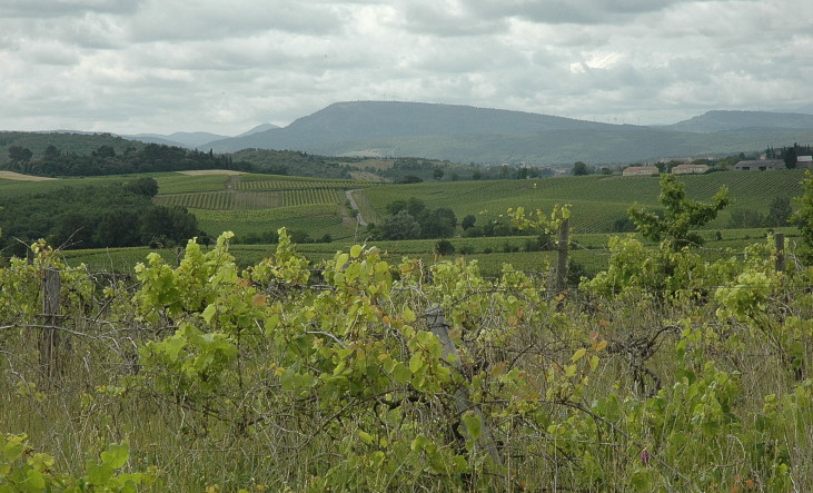 Vignoble de Limoux au nord ouest - Les Pyrénées au loin - © M.CRIVELLARO