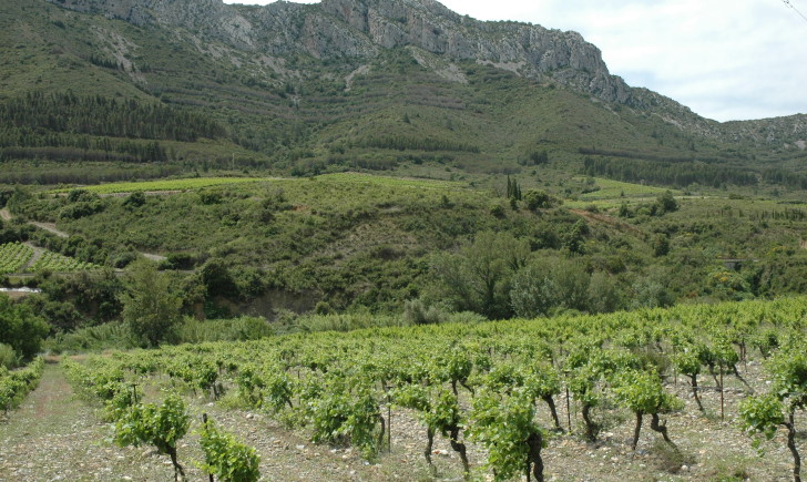 Vignoble de Maury à la sortie de Saint-Paul-de-Fenouillet - © M.CRIVELLARO