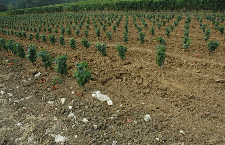 Vignoble de Montravel- Sol argilo-calcaire sur calcaire à astéries recouvert de molasses de l'Agenais - © M.CRIVELLARO