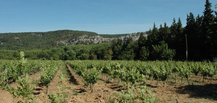 Vignoble de Palette - Château Crémade - © Adrien CRIVELLARO