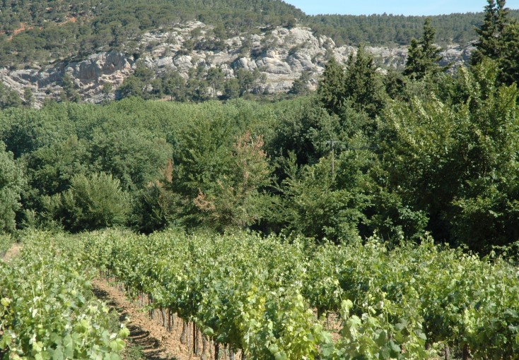 Vignoble de Palette entouré de barres calcaires et d bois- Château Crémade - © Adrien CRIVELLARO