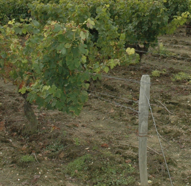 Vignoble de Quincy - Sol alluvions sablo-graveleuses - © M.CRIVELLARO