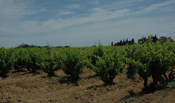 Vignoble de Rivesaltes -  Sol rouge - © M.CRIVELLARO