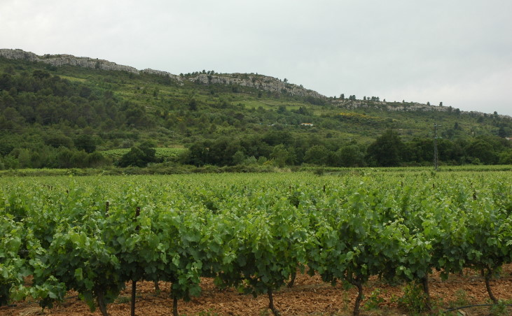 Vignoble de Saint-Chinian au pied de falaises calcaires - © M.CRIVELLARO
