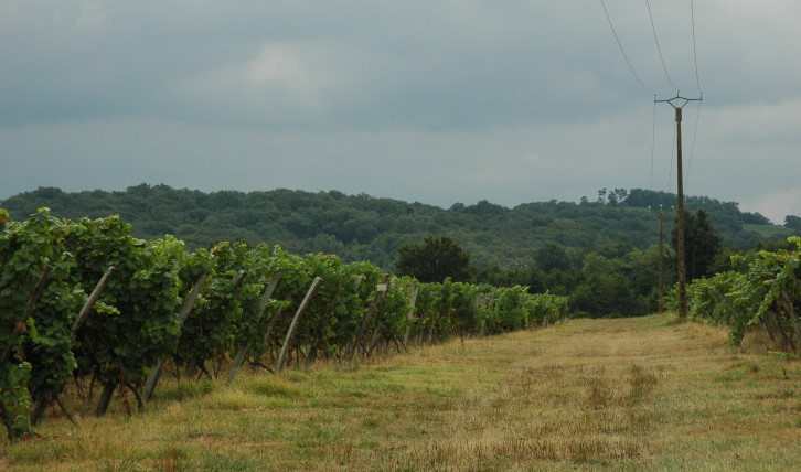 Vignoble de Saint-Mont - Les coteaux les plus pentus sont souvent boisés. © Marion CRIVELLARO