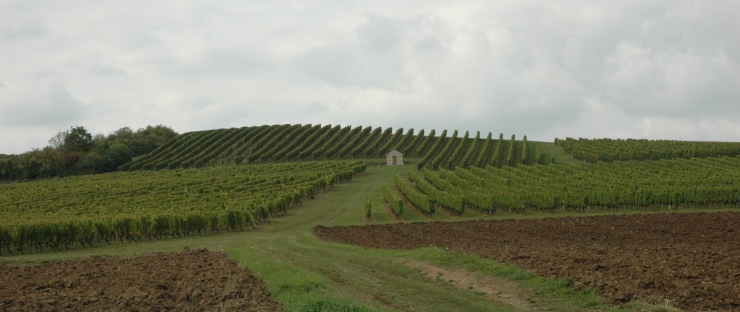 Vignoble de Saint-Pourçain à Louchy-Montfand - © M.CRIVELLARO