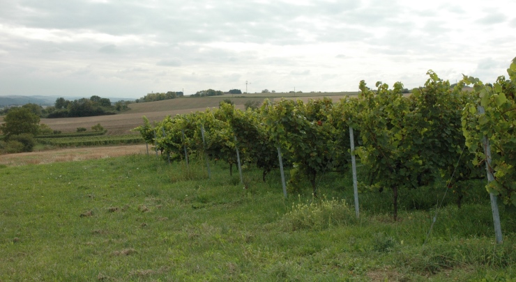 Vignoble de Saint-Pourçain - © M.CRIVELLARO