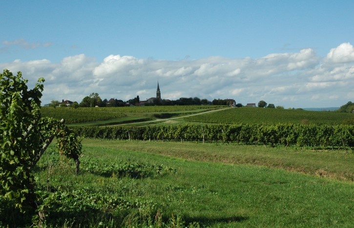 Vignoble de Sainte-Foy Bordeaux  - © M.CRIVELLARO