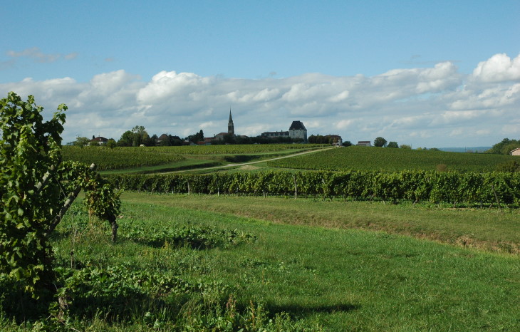 Vignoble de Saussignac au pied du village de Saussignac - © M.CRIVELLARO