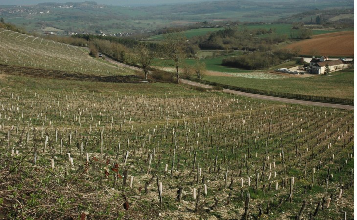 Vignoble de Vézelay - Au pied du village, le vignoble est implanté sur des coteaux datant du jurassique moyen et supérieur -  © M.CRIVELLARO