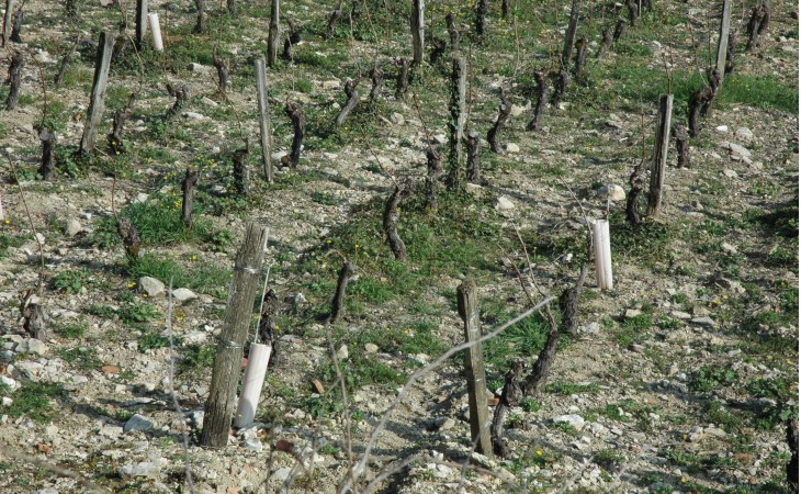 Vignoble de Vézelay - Sols constitués d'argiles, de calcaires et de marnes du Bathonien -  © M.CRIVELLARO