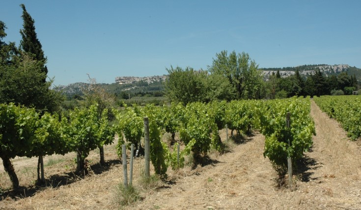 Vignoble des Baux de Provence - © Adrien CRIVELLARO