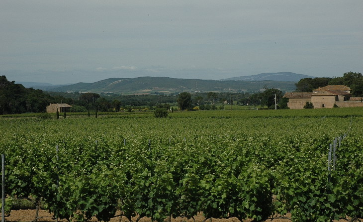 Vignoble des Corbières - Terroir de Fontfroide - © M.CRIVELLARO