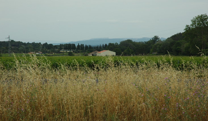 Vignoble des Costières de Nîmes entre Saint-Gilles et Vauvert.-  © M.CRIVELLARO