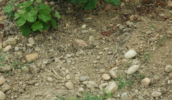 Vignoble des Costières de Nîmes - Sols de cailloutis, galets, graviers et sables déposés par le Rhône et ses affluents. © M.CRIVELLARO
