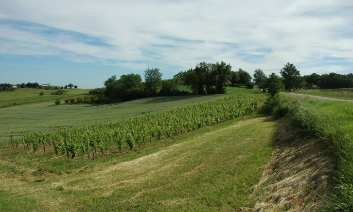 Vignoble des Coteaux du Quercy  sur les parties les mieux exposés des coteaux - © M.CRIVELLARO