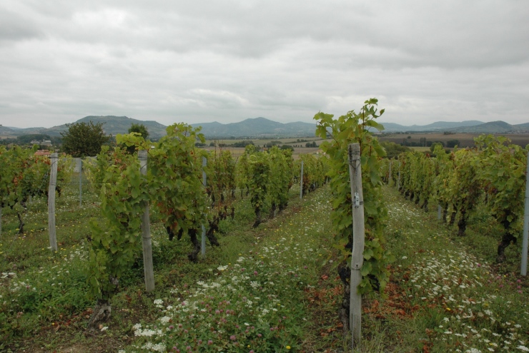 Vignoble des Côtes d'Auvergne - © M.CRIVELLARO