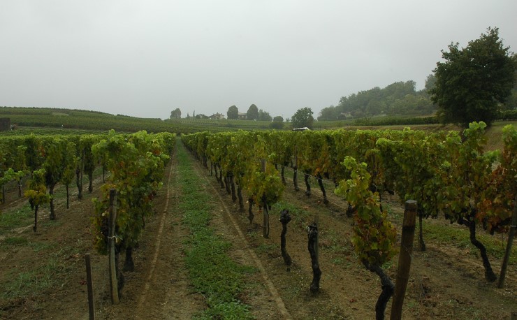 Vignoble des Côtes de Bourg à proximité du village de Samonac -  © M.CRIVELLARO