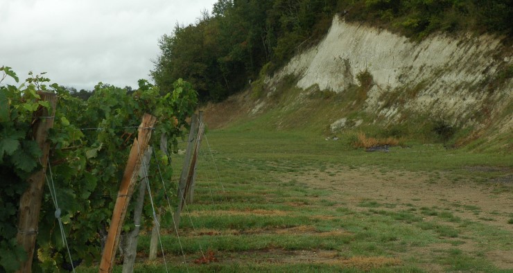 Vignoble des Côtes de Bourg en bordure de forêt - © M.CRIVELLARO