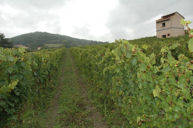 Vignoble des Côtes du Forez , Domaine de la Madone -  Le Pigeonnier - © M.CRIVELLARO