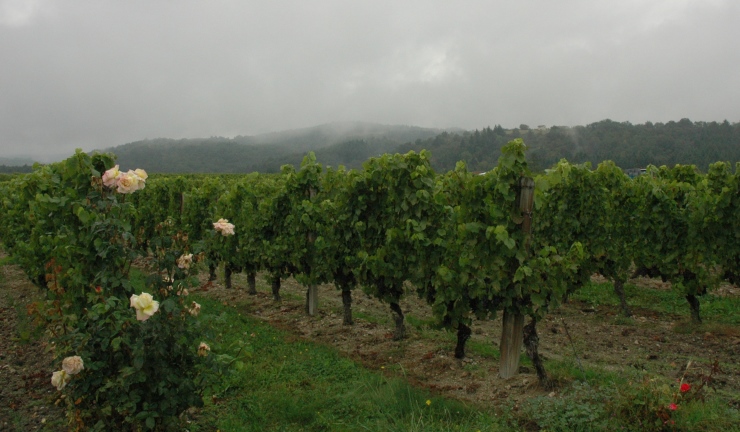 Vignoble des Côtes-du-Forez - Monts du Forez dans la brume en fond -  - Domaine du Poyet - Marcilly-Le-Chatel - © M.CRIVELLARO