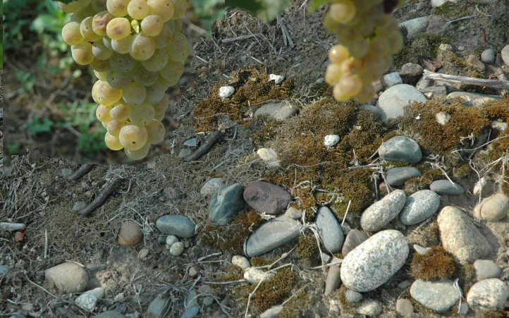 Vignoble du Béarn à Bellocq, sol arilo-graveleux sur terrasses alluviale du Gave de Pau. © M.CRIVELLARO