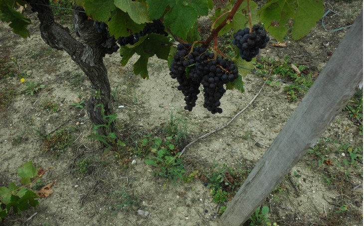 Vignoble du Blayais - Cézac - Sol argilo-sablonneux -  © M.CRIVELLARO