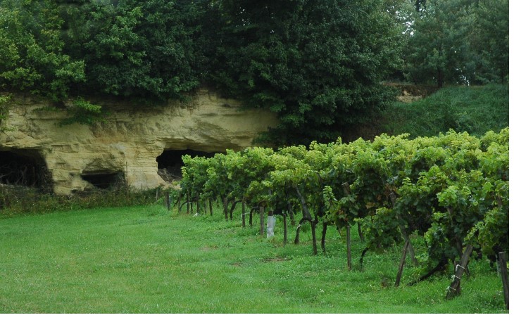 Vignoble du Bourgeais - Château de Thau - Soubassement de calcaire à astéries -  © M.CRIVELLARO