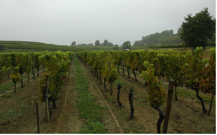 Vignoble du Bourgeais - Lansac - Sol argilo-calcaire -  © M.CRIVELLARO