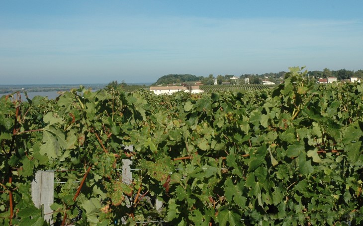 Vignoble du Bourgeais - Route de la corniche - Vignes de château Eyquem -  © M.CRIVELLARO