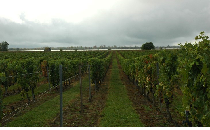 Vignoble du Bourgeais - Villeneuve - Vignoble des Côtes de Bourg en bordure de Gironde -  © M.CRIVELLARO