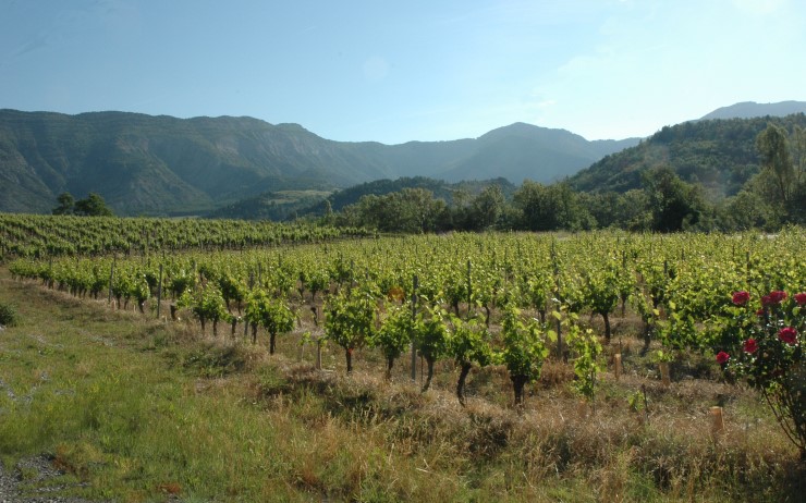 Vignoble du Diois au pied des massifs des Pré-alpes - © M.CRIVELLARO