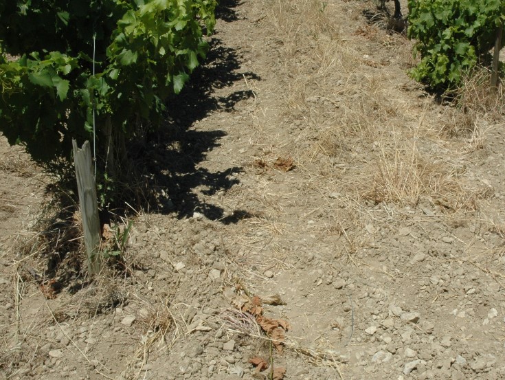 Vignoble du Mas de la Dame au pied des Alpilles - Sol argilo-calcaire graveleux du crétacé. © Adrien CRIVELLARO
