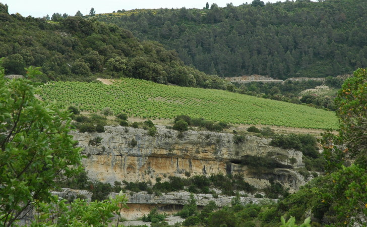 Vignoble du Minervois - Sol de calcaires à alvéolines surmonté de marnes grises - © M.CRIVELLARO
