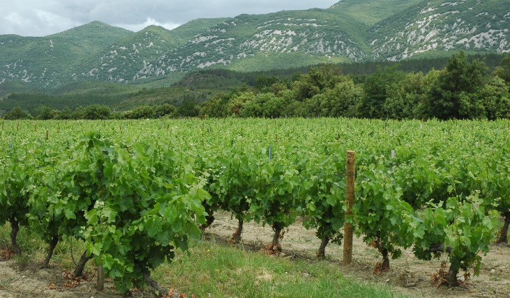 Vignoble du Roussillon à Caudiès-de-Fenouillèdes - Barre calcaire du massif des Corbières - © M.CRIVELLARO