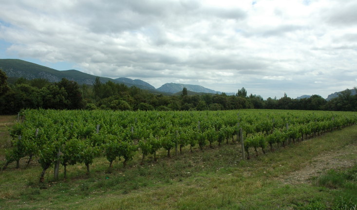 Vignoble du Roussillon à Caudiès-de-Fenouillèdes - © M.CRIVELLARO