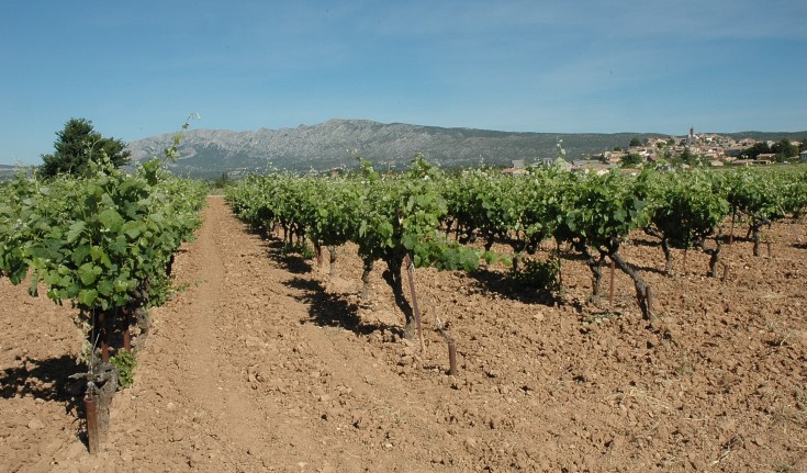 Vignobles A.O.C "Côtes de Provence Sainte-Victoire" dans le Haut-Bassin-de-l'Arc - © Adrien CRIVELLARO