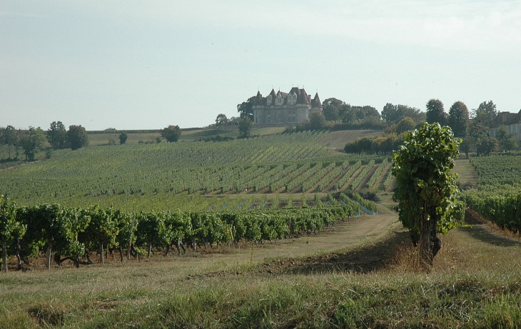 Vignobles au pied du Château de Monbazillac -  © M.CRIVELLARO