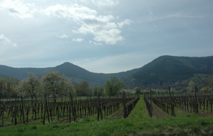Vignobles au pied du Mont-Saint-Odile - © M.CRIVELLARO