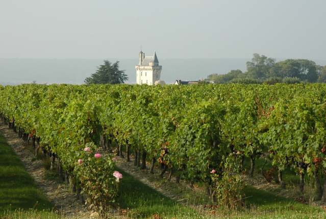 Vignobles Couly-Dutheil surplombant le Château de Chinon - © M.CRIVELLARO