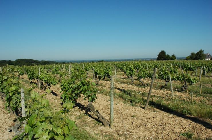 Vignobles d'Anjou à Rochefort-sur-Loire - © M.CRIVELLARO