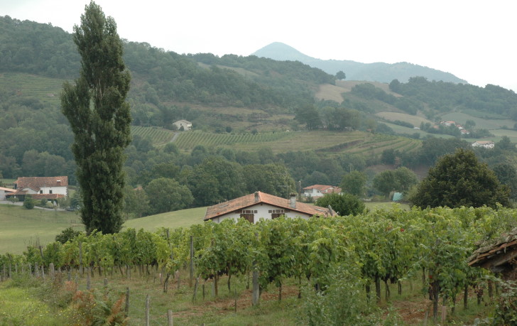 Vignobles d'Irouléguy dans le Pays basque sur la zone nord pyrénéenne le long des Pyrénées. © M.CRIVELLARO