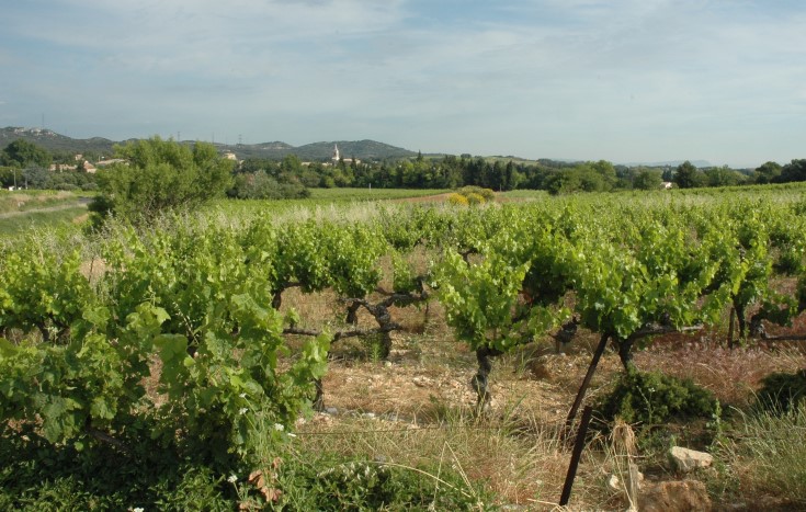 Vignobles de Côtes-du-Rhône - © Adrien CRIVELLARO