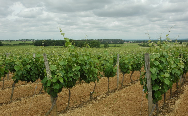 Vignobles de Fronton sur terrasse moyenne du Tarn - © M.CRIVELLARO