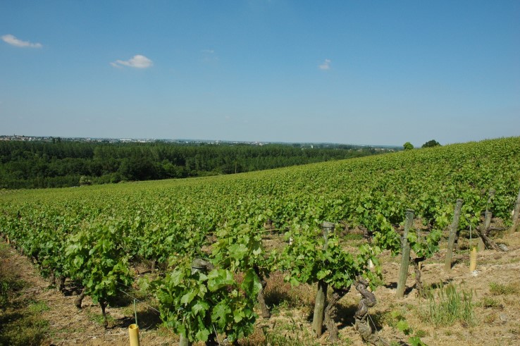 Vignobles de Muscadet - Village de Drain - © M.CRIVELLARO