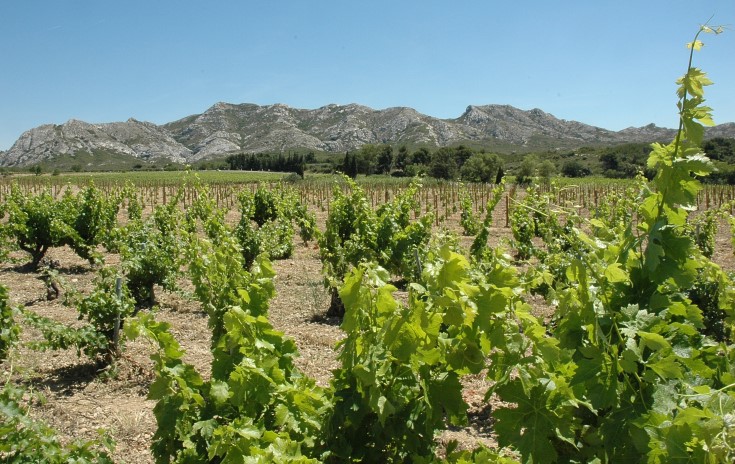 Vignobles des Baux de Provence - © Adrien CRIVELLARO