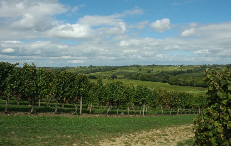 Vignobles des Côtes de Bordeaux à proximité de Cadillac - Paysage de collines - © M.CRIVELLARO