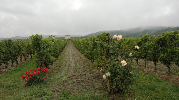 Vignobles des Côtes-du-Forez - Domaine du Poyet - Marcilly-le-Châtel - Monts du Forez en arrière plan - © M.CRIVELLARO